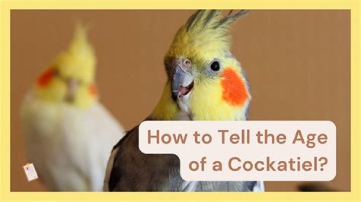 How to know cockatiel age