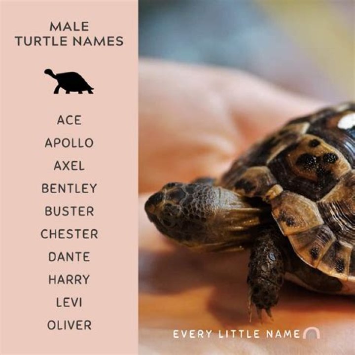 What does a turtle say