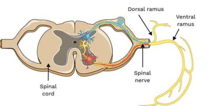 What is the function of the dorsal ramus